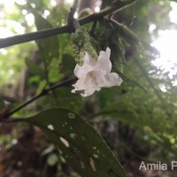 Strobilanthes thwaitesii T.Anderson